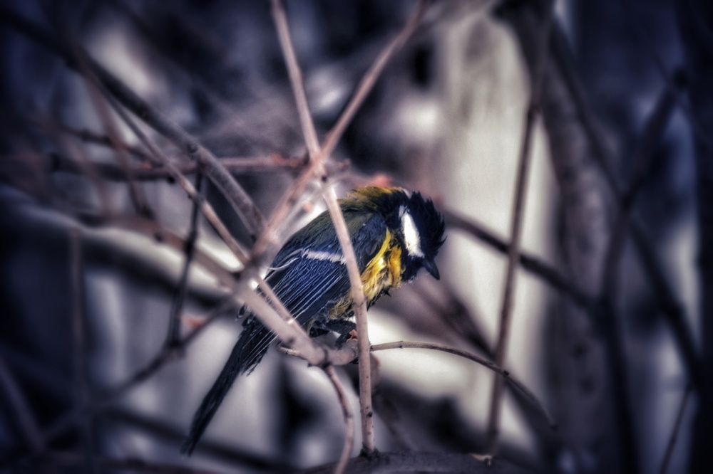 Photograph by Митюшкова Алёна