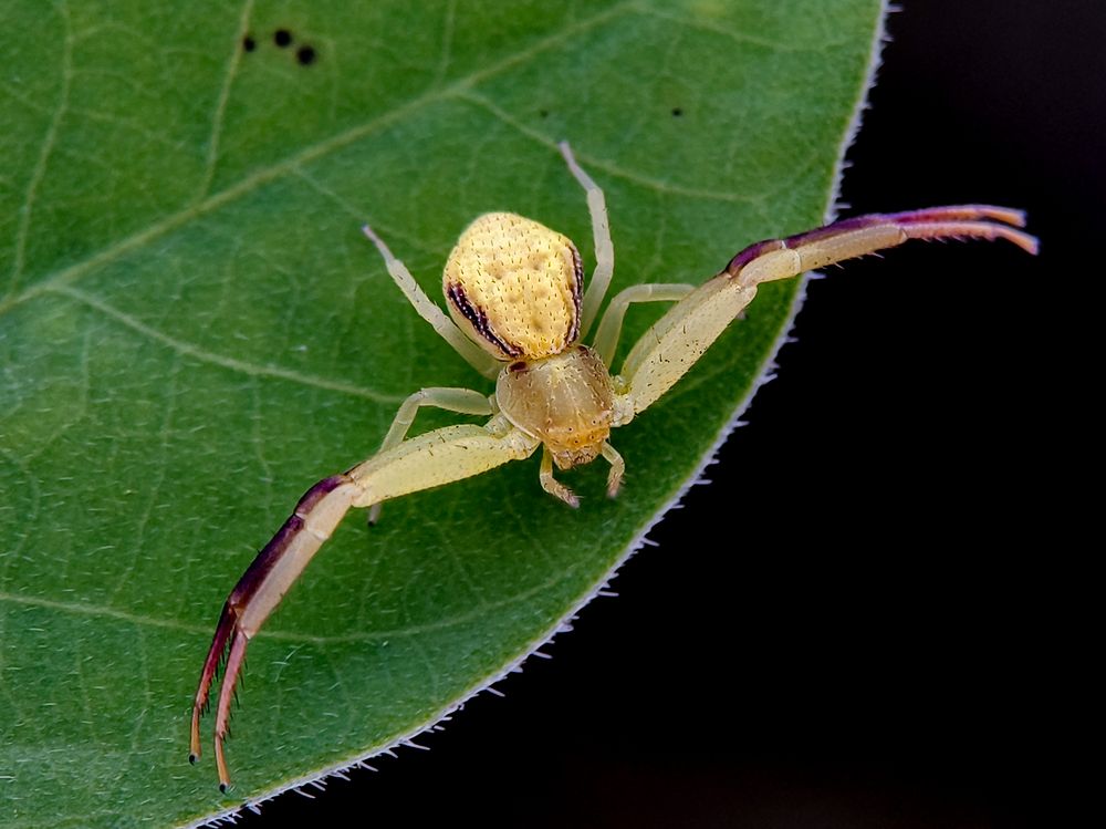 Flower Crab Spider (Thomisus)