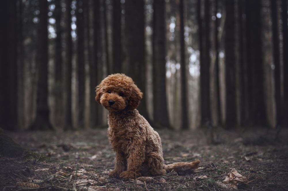 Photograph by Анастасия Жучкова