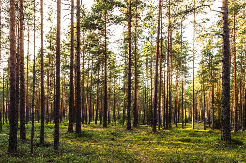 Photograph by Anna Amarova