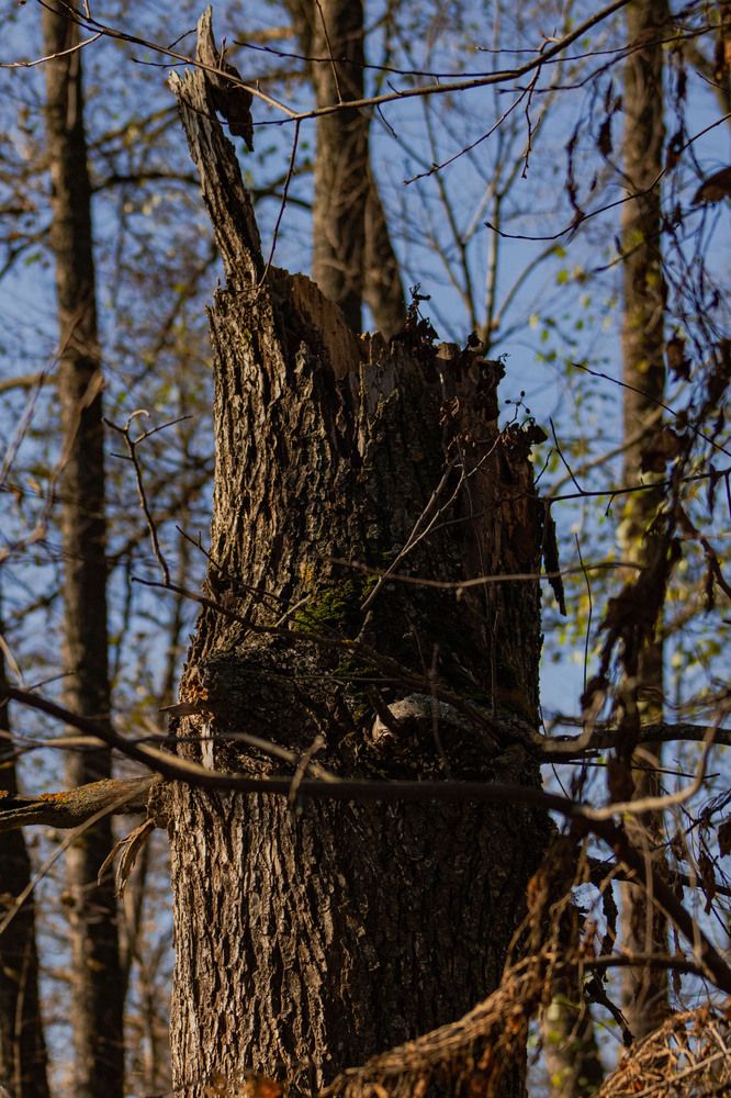 Photograph by Инна Леонтьева