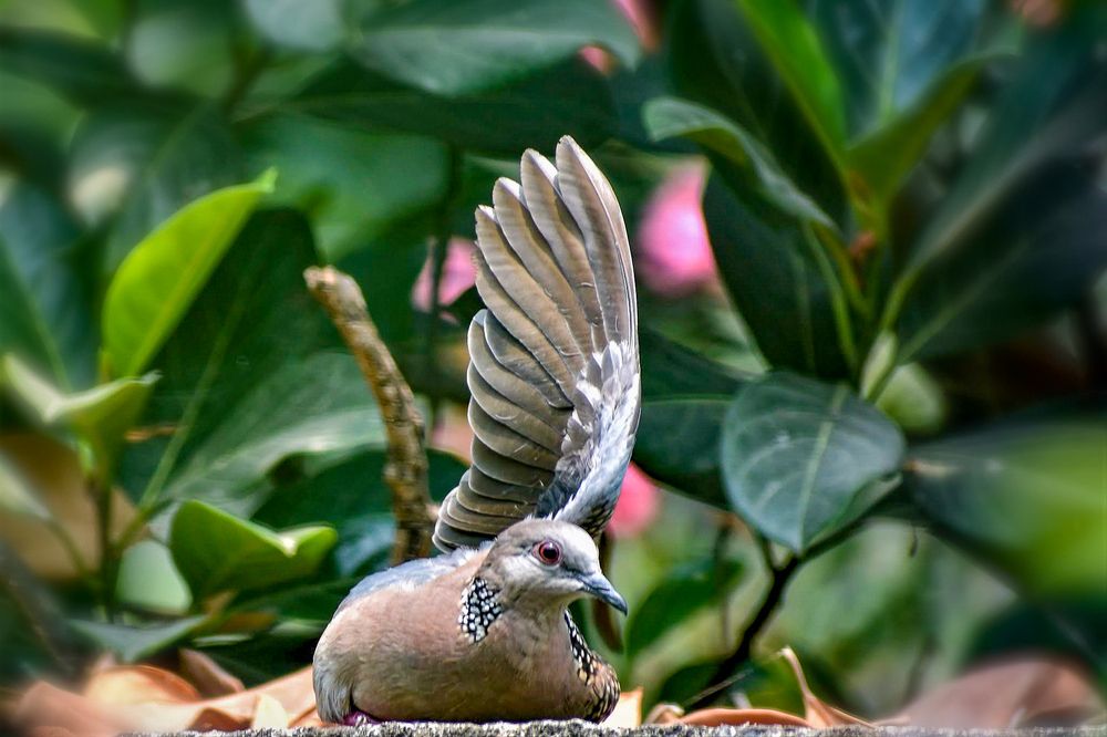 Photograph by Kamal Bhattacharjya