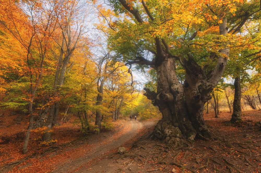 Photograph by Дмитренко Екатерина