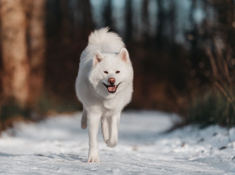 Happy Winter Dog