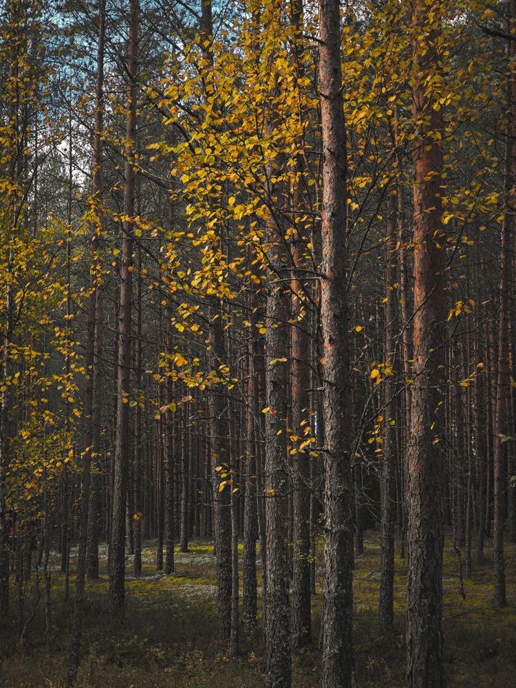 Фотография автора Наталья Данилова