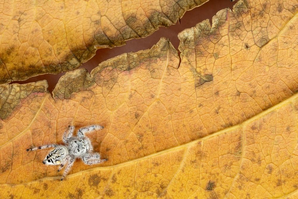 Photograph by Luis Armando Navarro Zarco