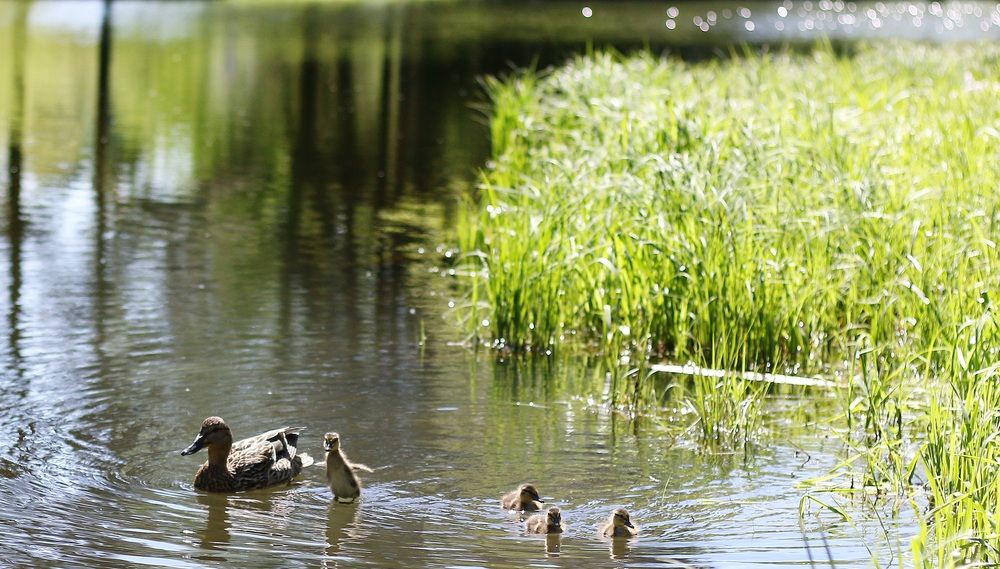 Photograph by Мария Мостипака