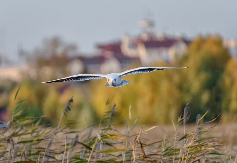 Чайка озёрная.