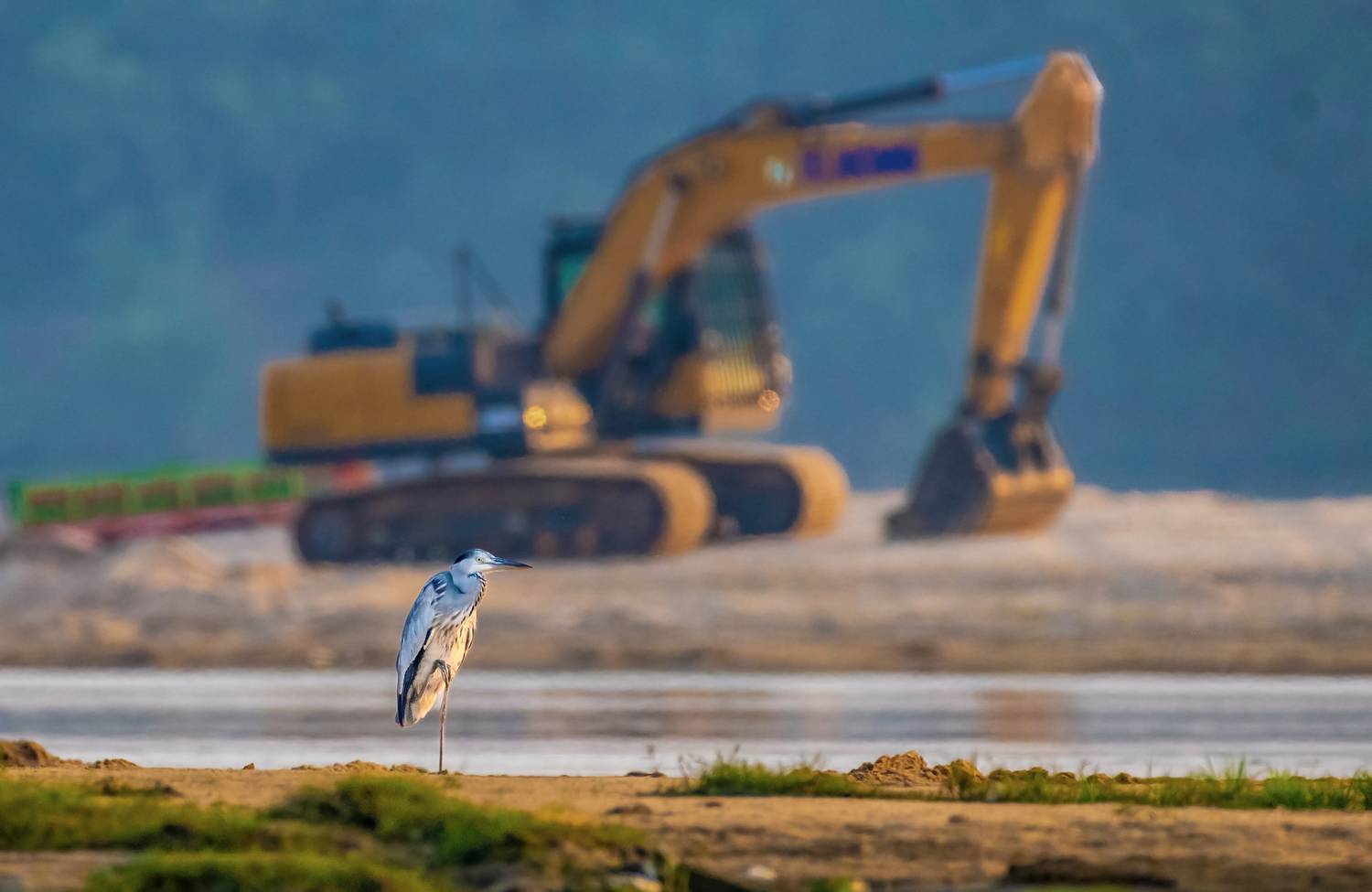 Facing Habitat Crisis in Urban Jungle