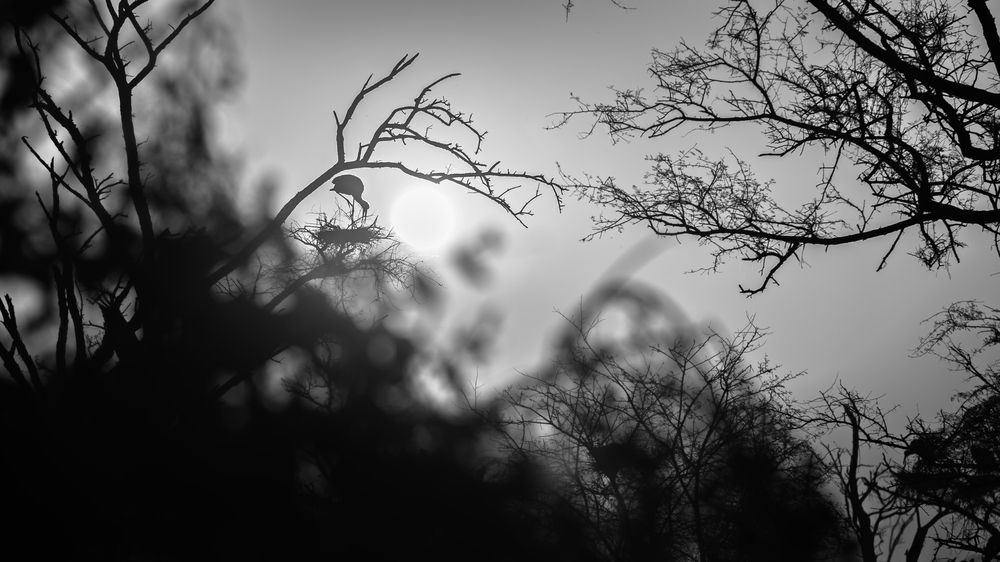 Photograph by GVN Santhosh