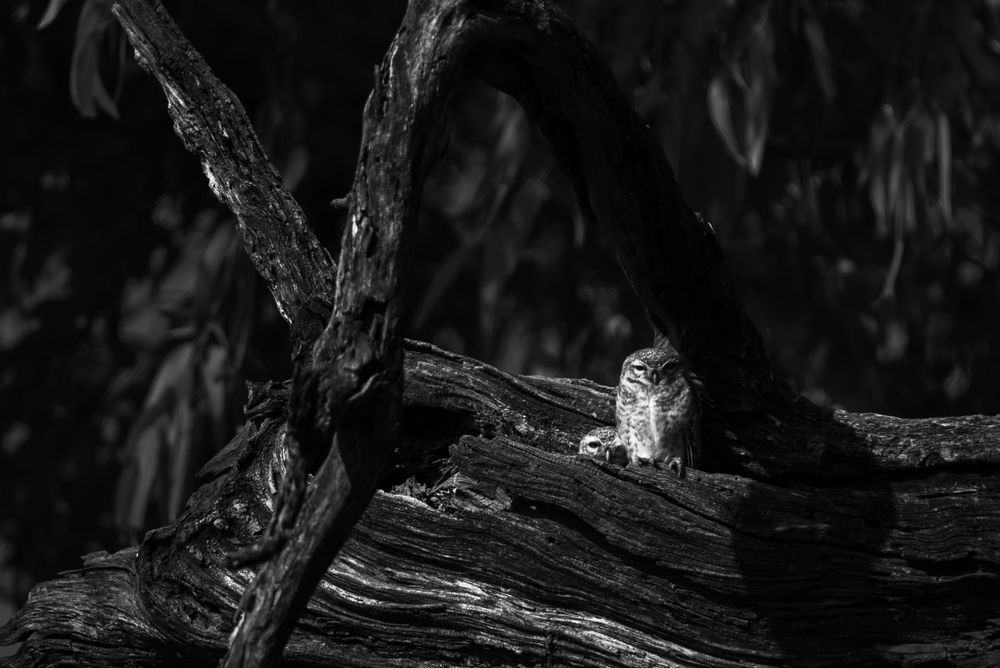 Photograph by GVN Santhosh