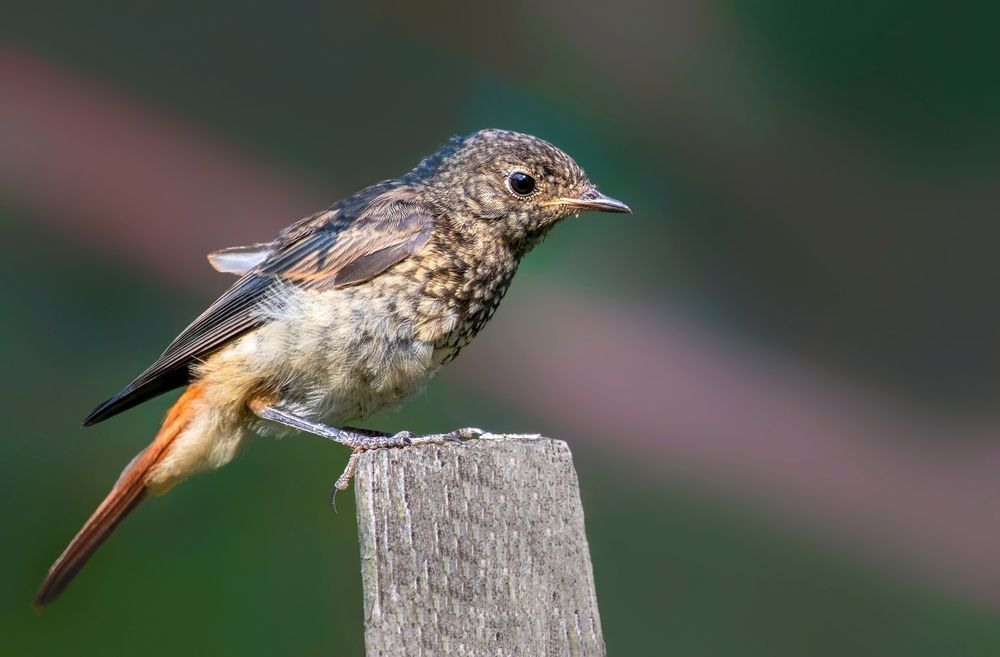 Photograph by Александр Перегудов