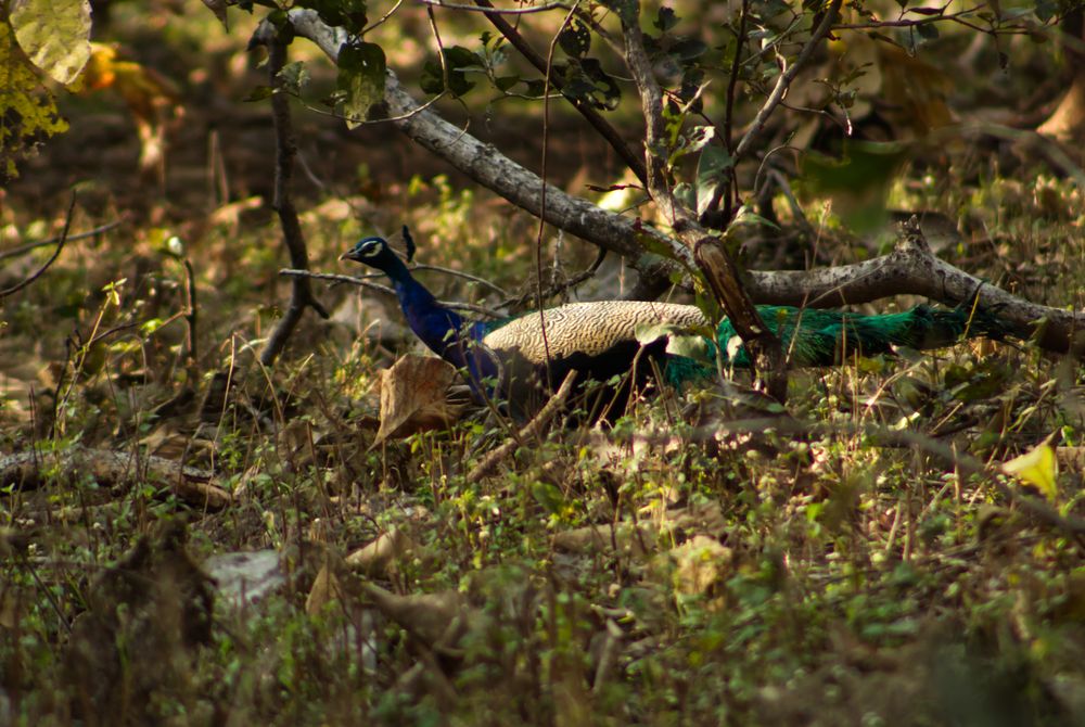 Photograph by Vikas Chauhan