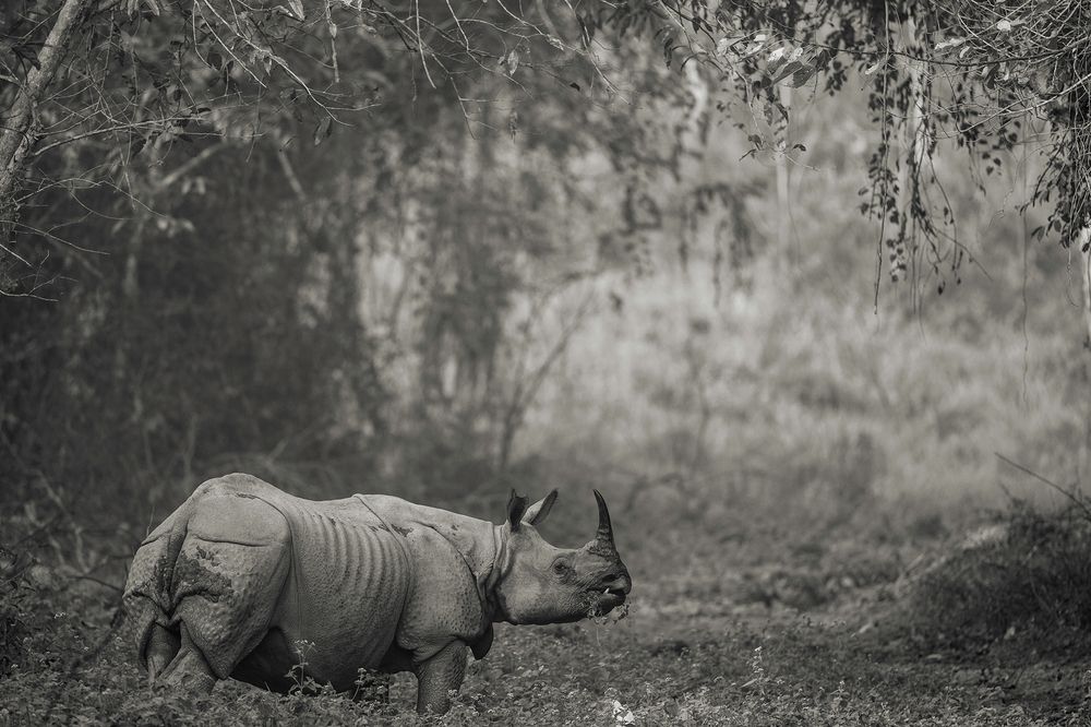 Photograph by Sumon Das