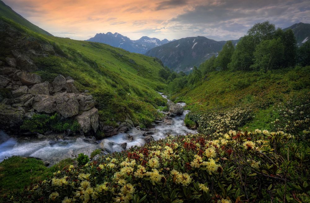 Кавказский рододендрон