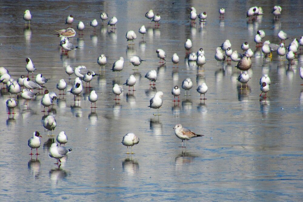 Photograph by Ирина Шведчикова