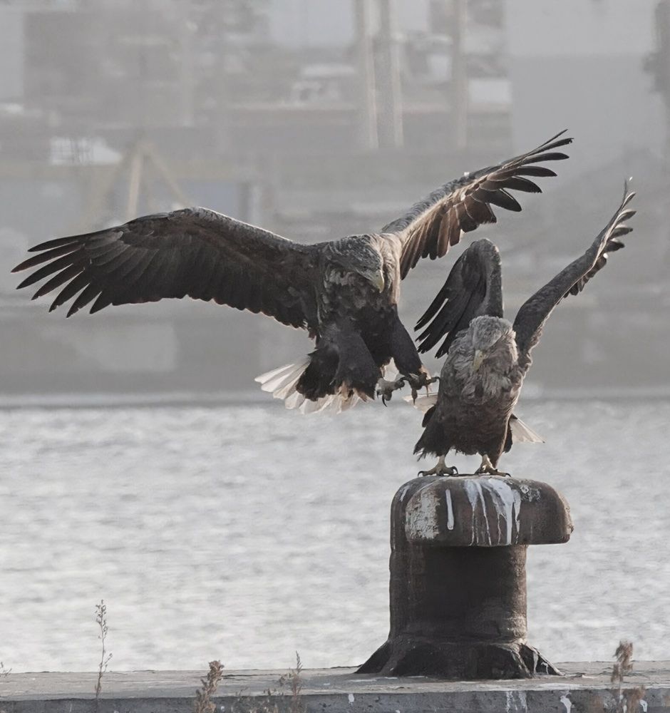 А ну-ка подвинься!