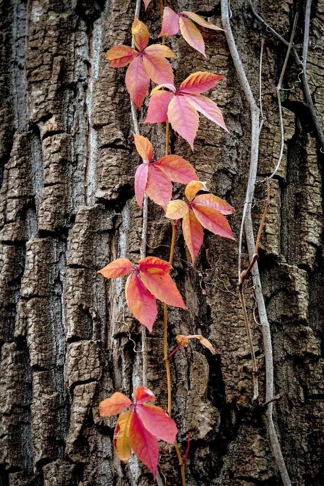 Photograph by Евгений Киселев