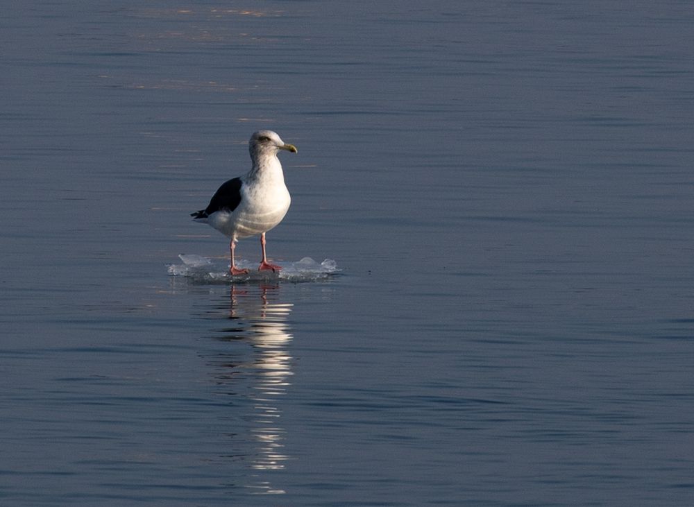 Photograph by Александра Безродная