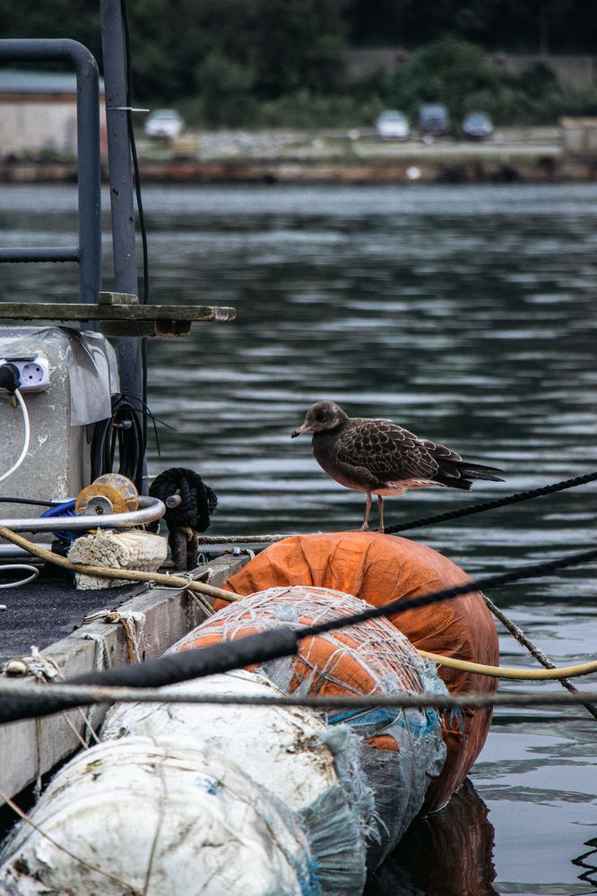 Photograph by Александра Безродная