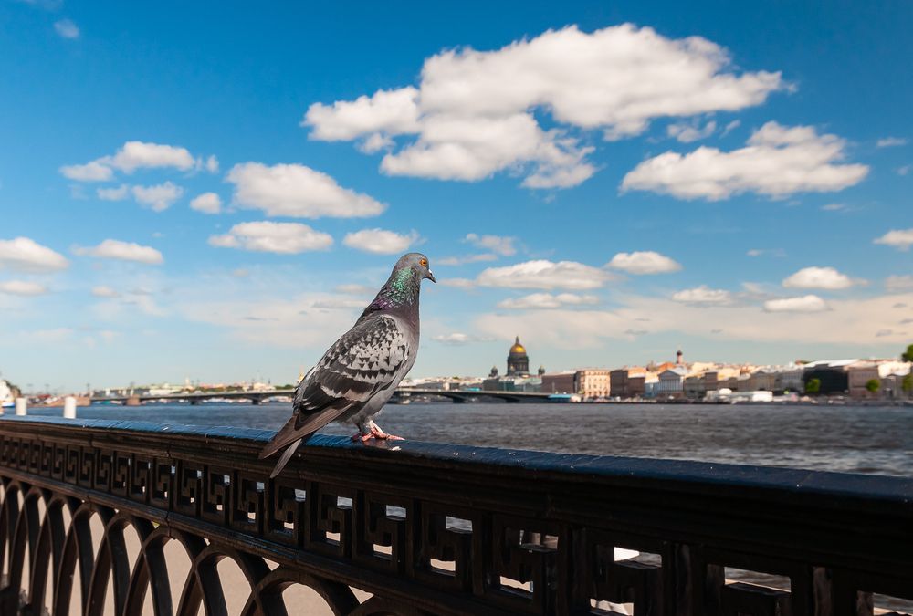 Фотография автора Олег Анатольевич Загорулько