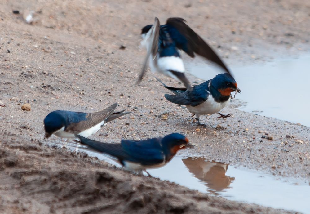 Фотография автора Олег Анатольевич Загорулько
