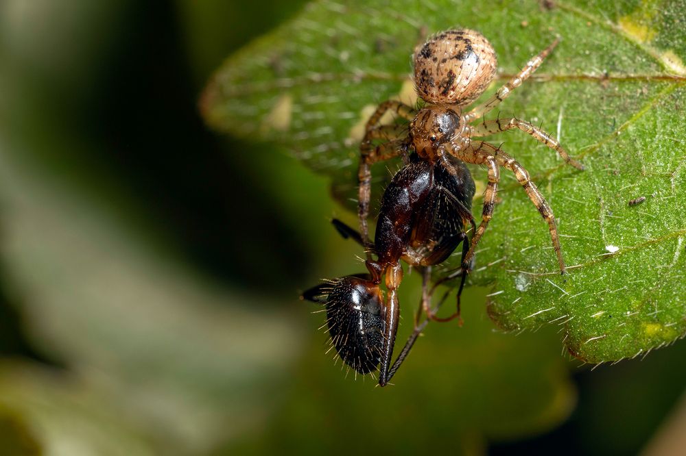 Photograph by Sumon Das