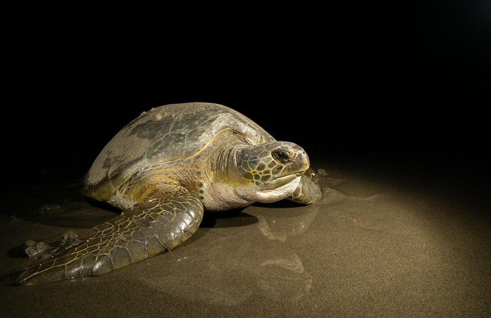 Photograph by Luis Armando Navarro Zarco