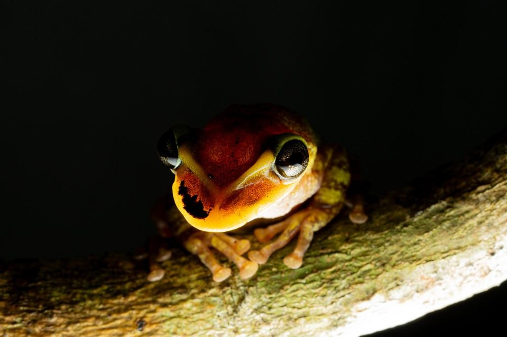 Photograph by Luis Armando Navarro Zarco