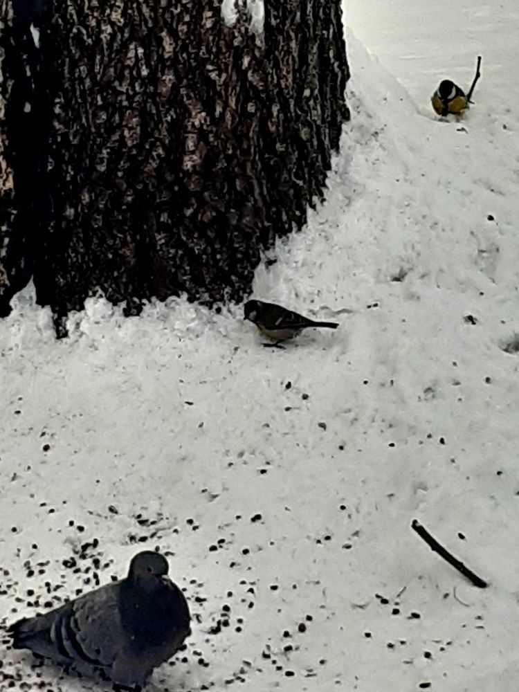 Фотография автора Наталья Шендяпина