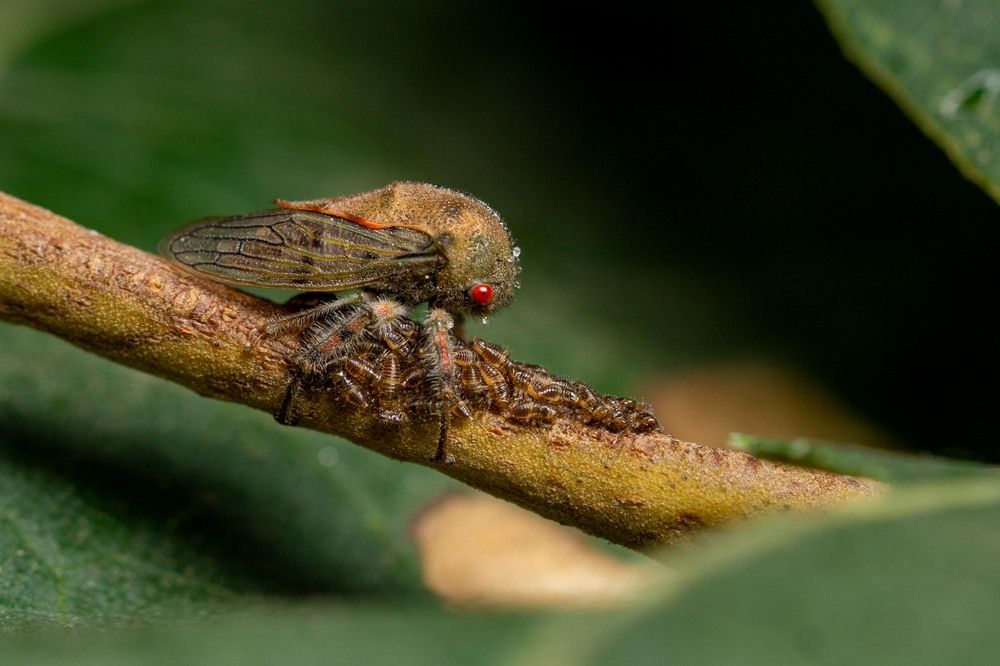 Photograph by Luis Armando Navarro Zarco