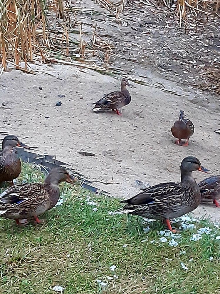 Фотография автора Наталья Шендяпина