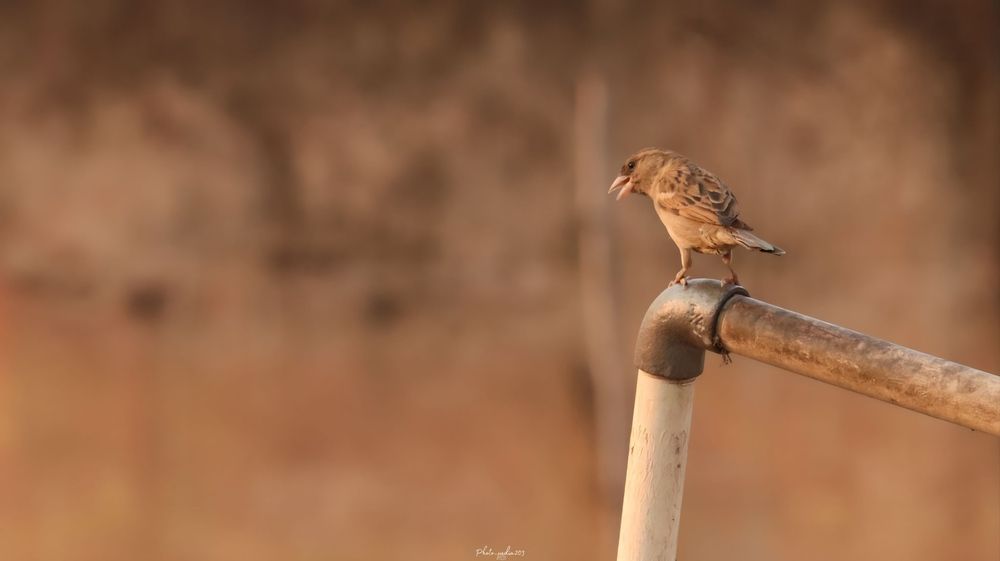 Фотография автора Subham Durgey