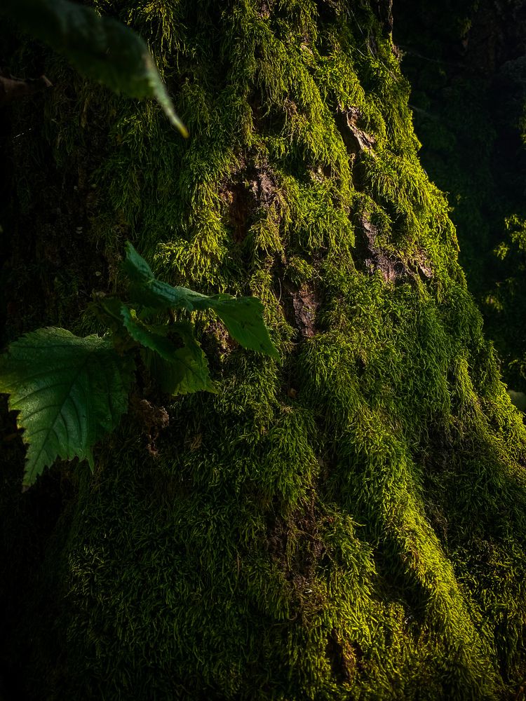 В лучах солнца