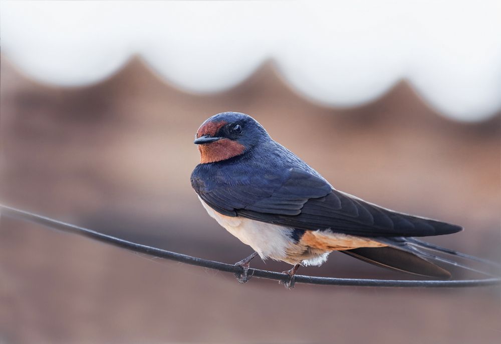 Деревенская ласточка.