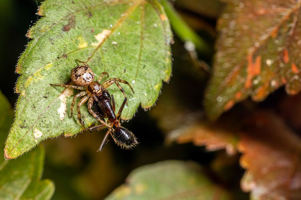 Photograph by Sumon Das