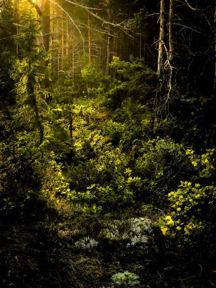 Photograph by Вячеслав Косенков