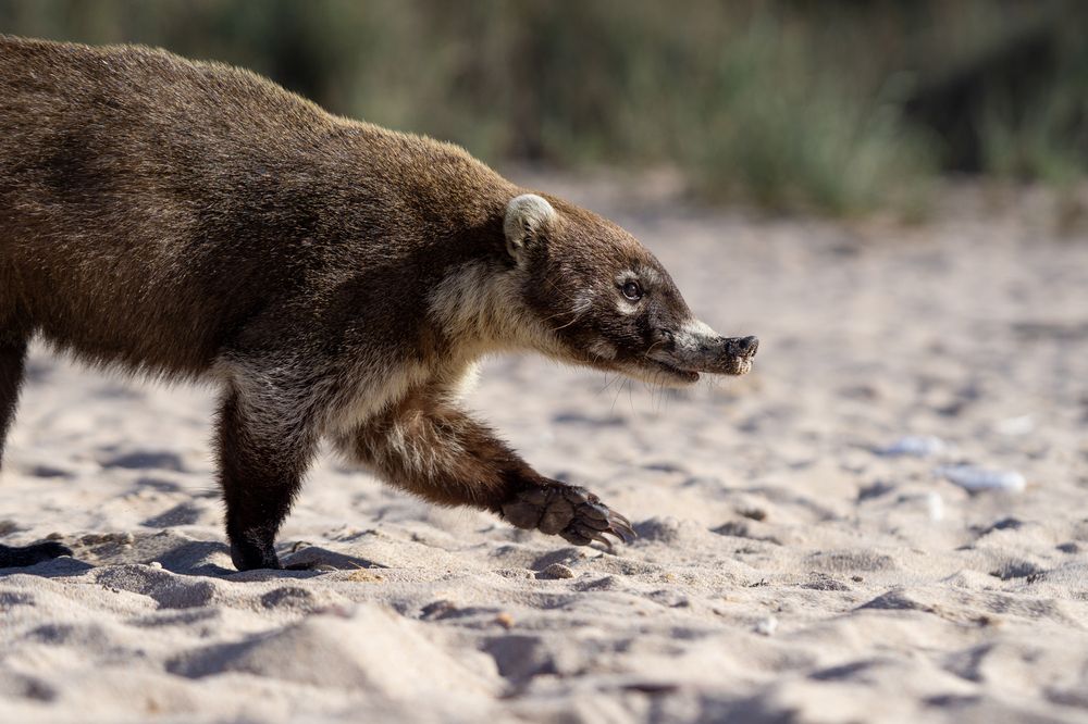Coati en la playa