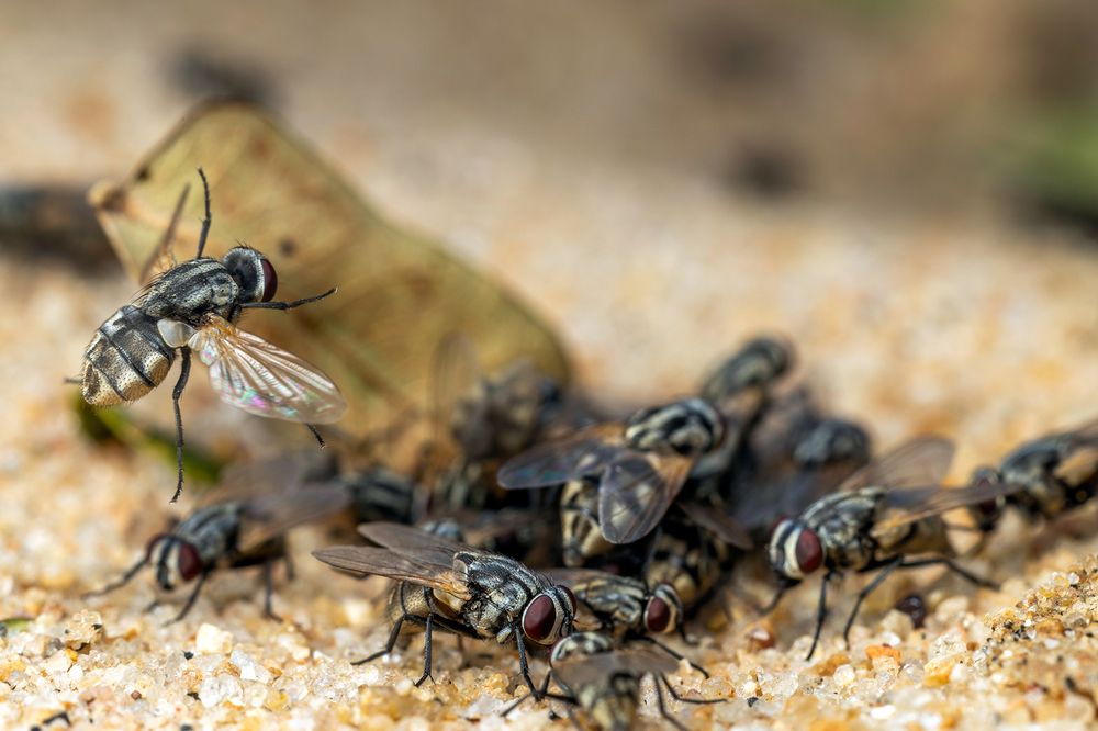 Photograph by Sumon Das