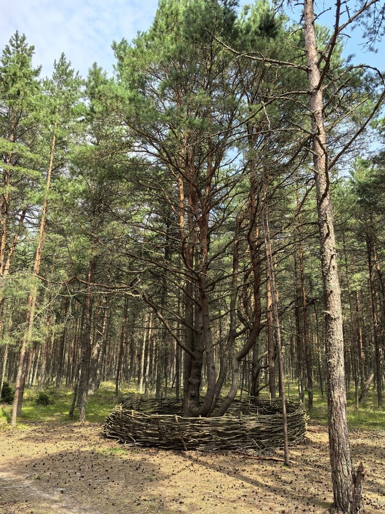 Фотография автора Александр Сипаров