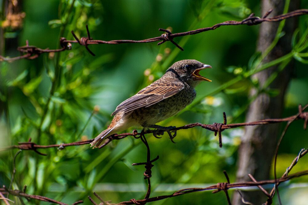 Photograph by Levan Svanidze