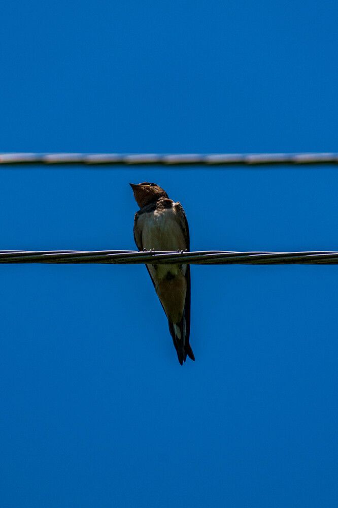 Photograph by Levan Svanidze