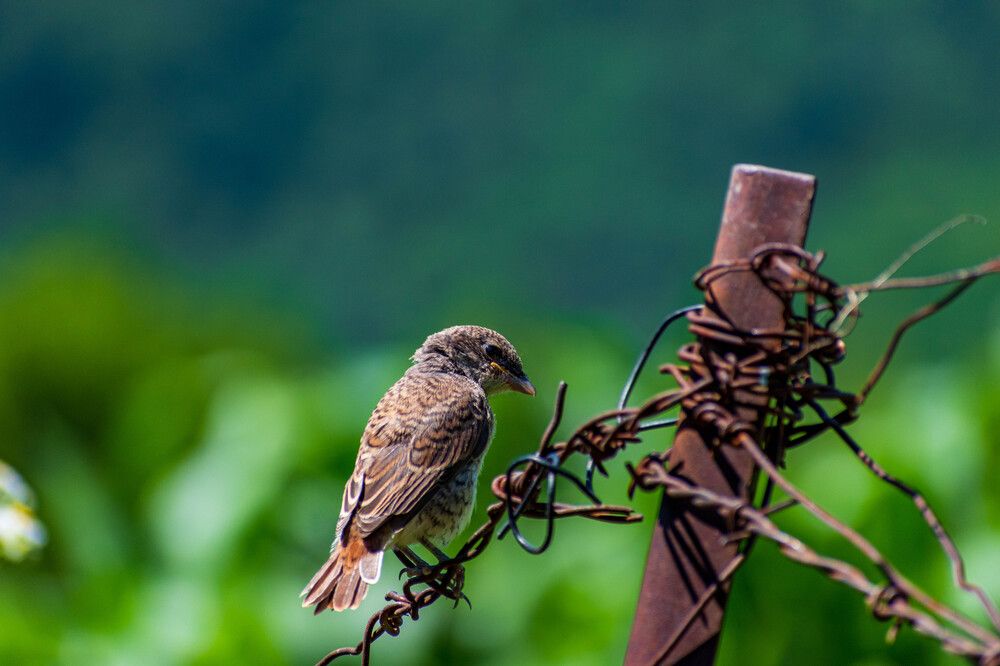 Photograph by Levan Svanidze