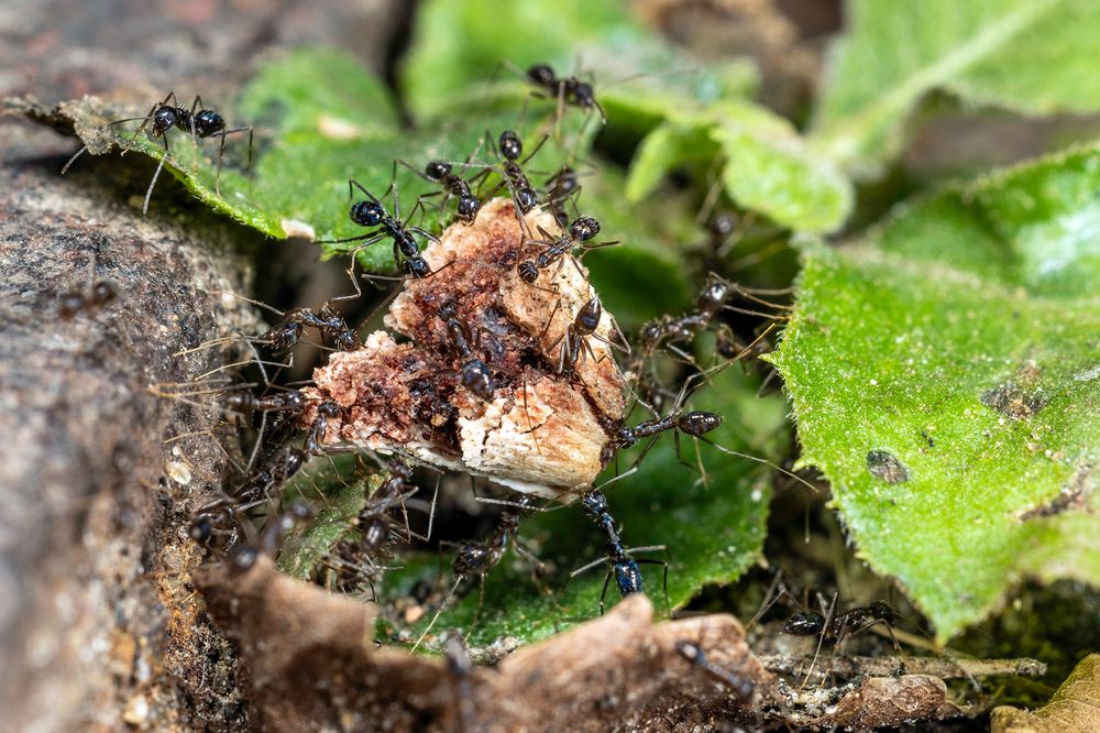 Photograph by Sumon Das