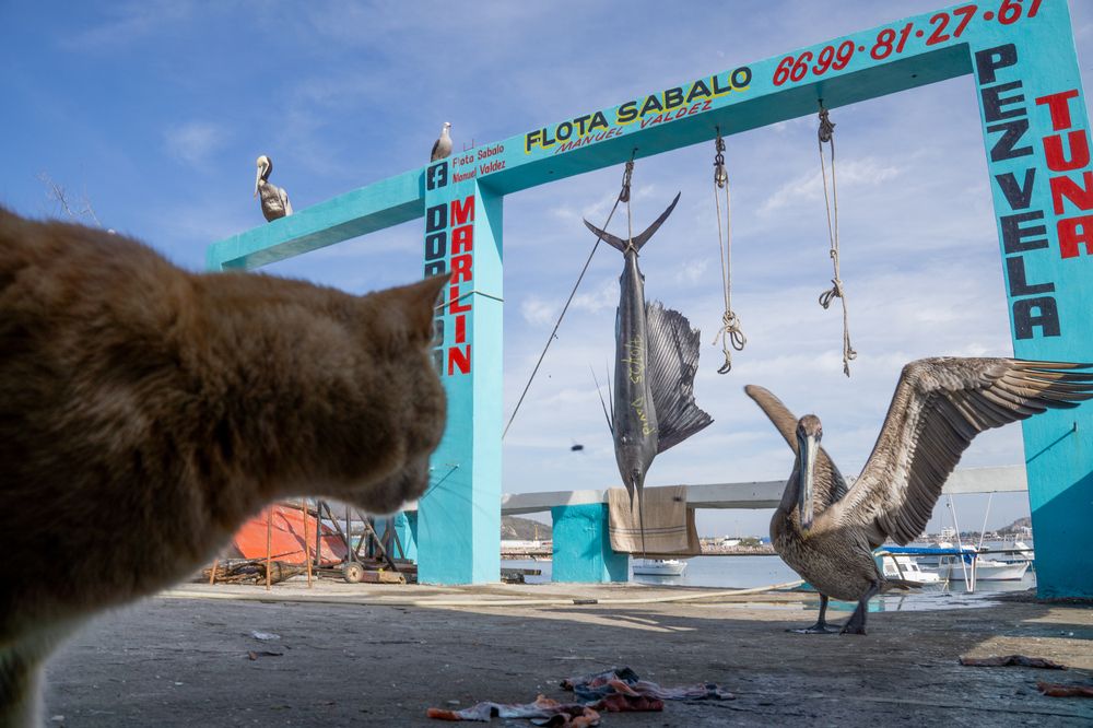 Photograph by Luis Armando Navarro Zarco