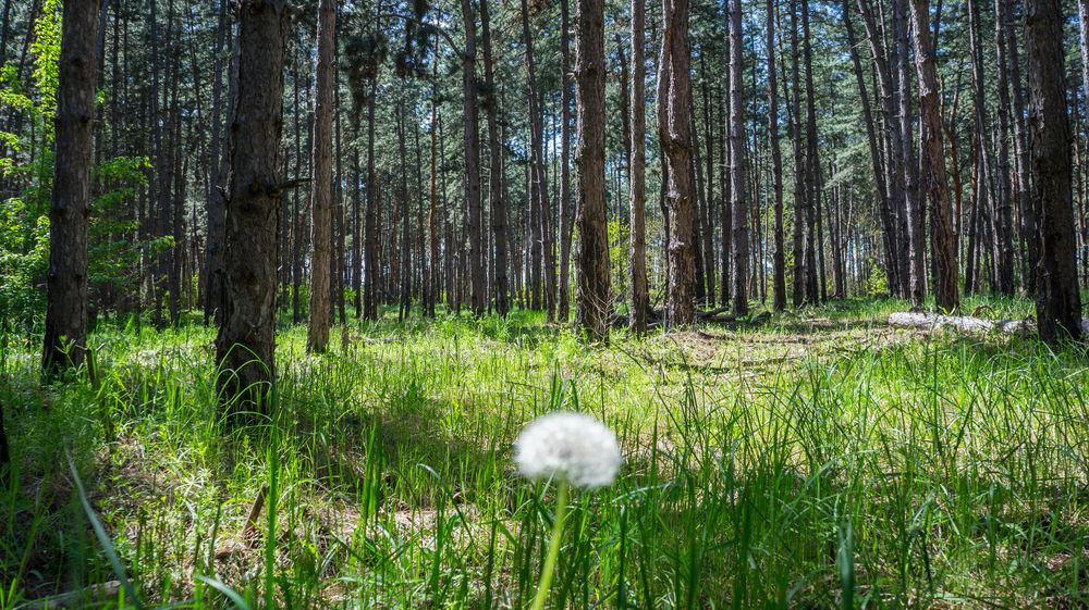 Photograph by Сергей Гибков