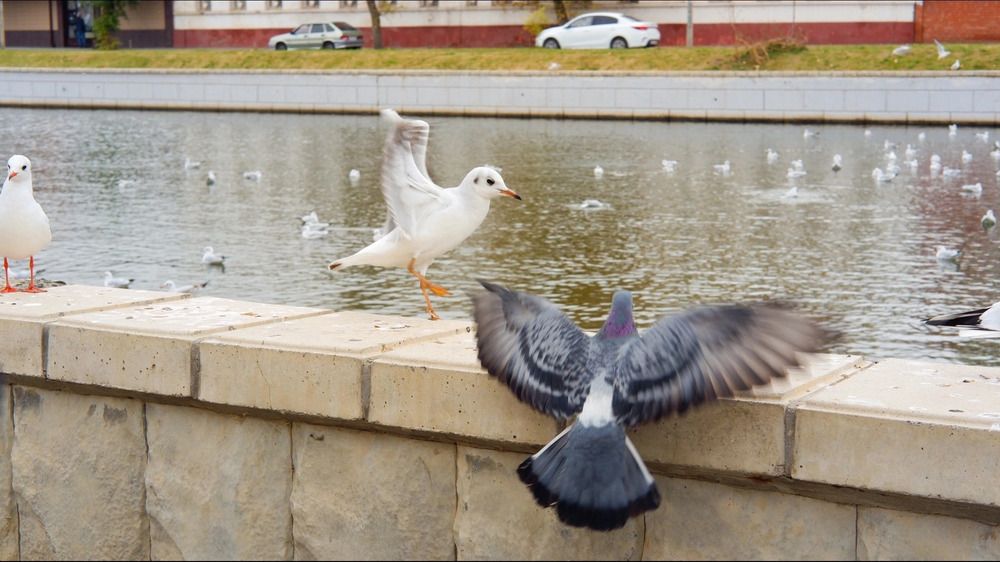 Photograph by Olga Matiashova