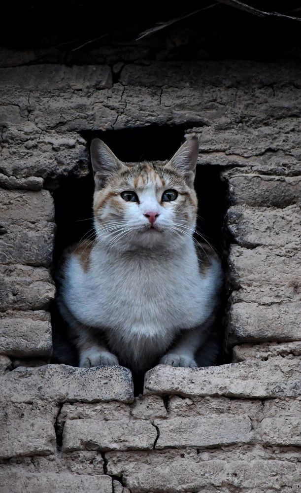 Photograph by Amin Golestanipour