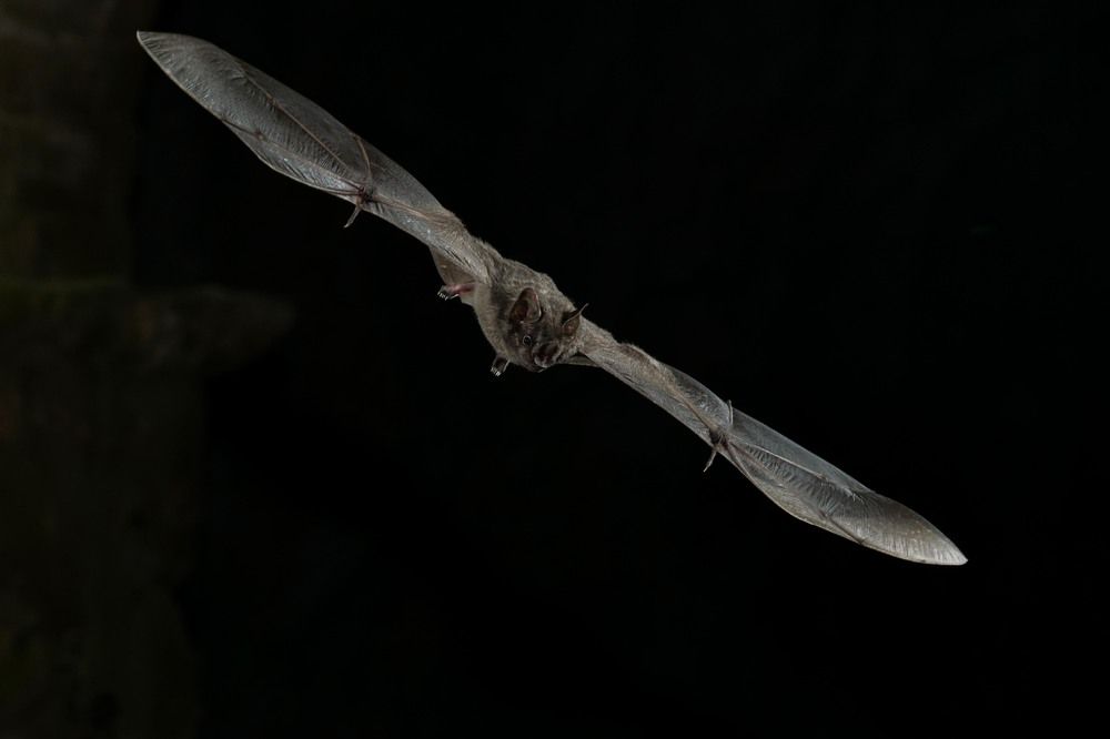 Photograph by Luis Armando Navarro Zarco