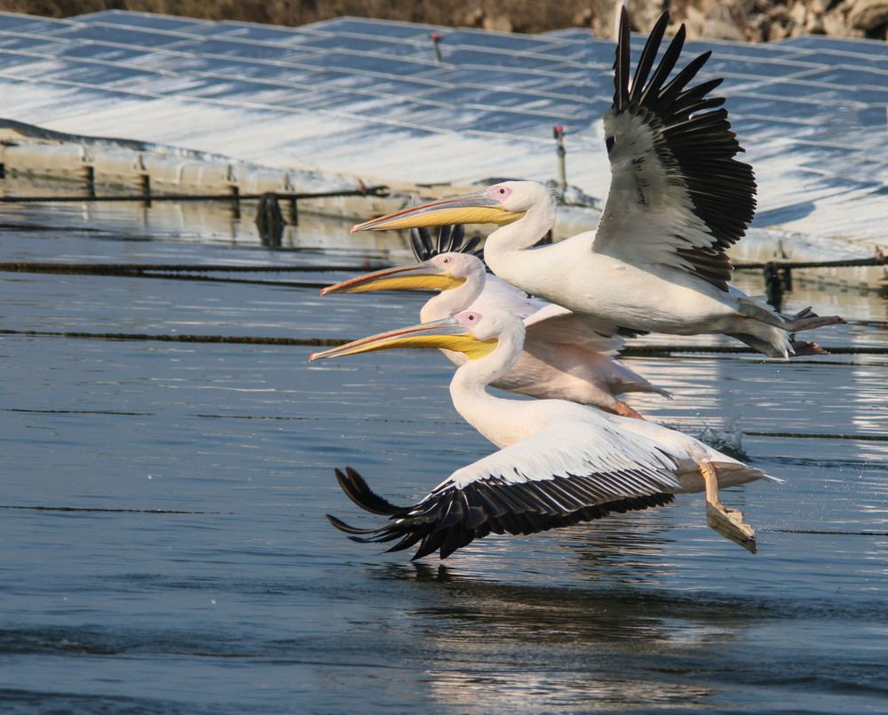 Photograph by Валентина Лопаткина